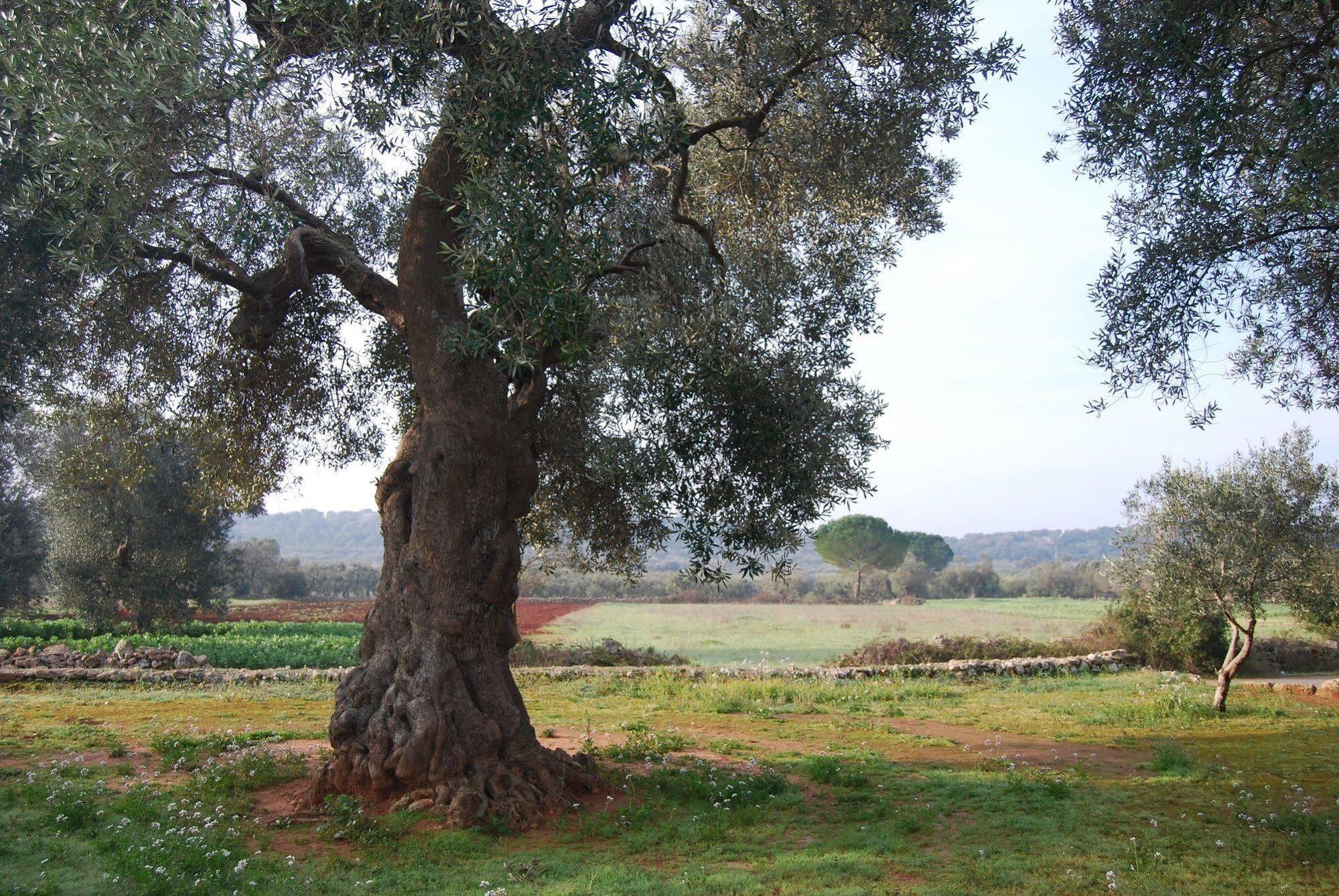 فيلا Terra Di Leuca سالفي المظهر الخارجي الصورة